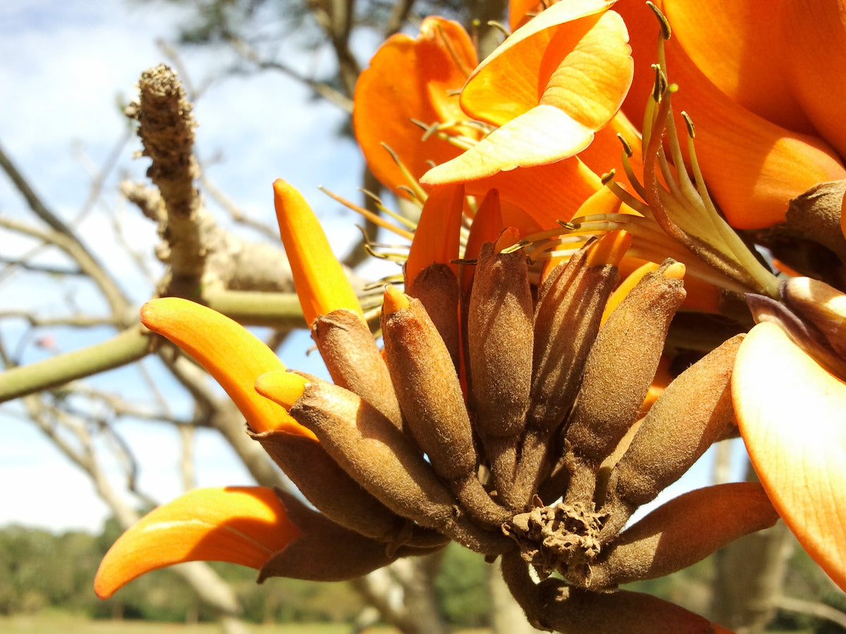 Yellow Erythrina Flower seeds for Planting - Sun Loving, Heirloom & GMO Free Seeds for Home Garden
 
 Sale seeds for home garden