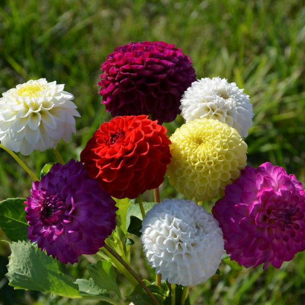 Dahlia Flower seeds for Planting Vibrant Colors Heirloom & GMO Free Seeds for Home Garden 
 
 Sale for planting in home garden