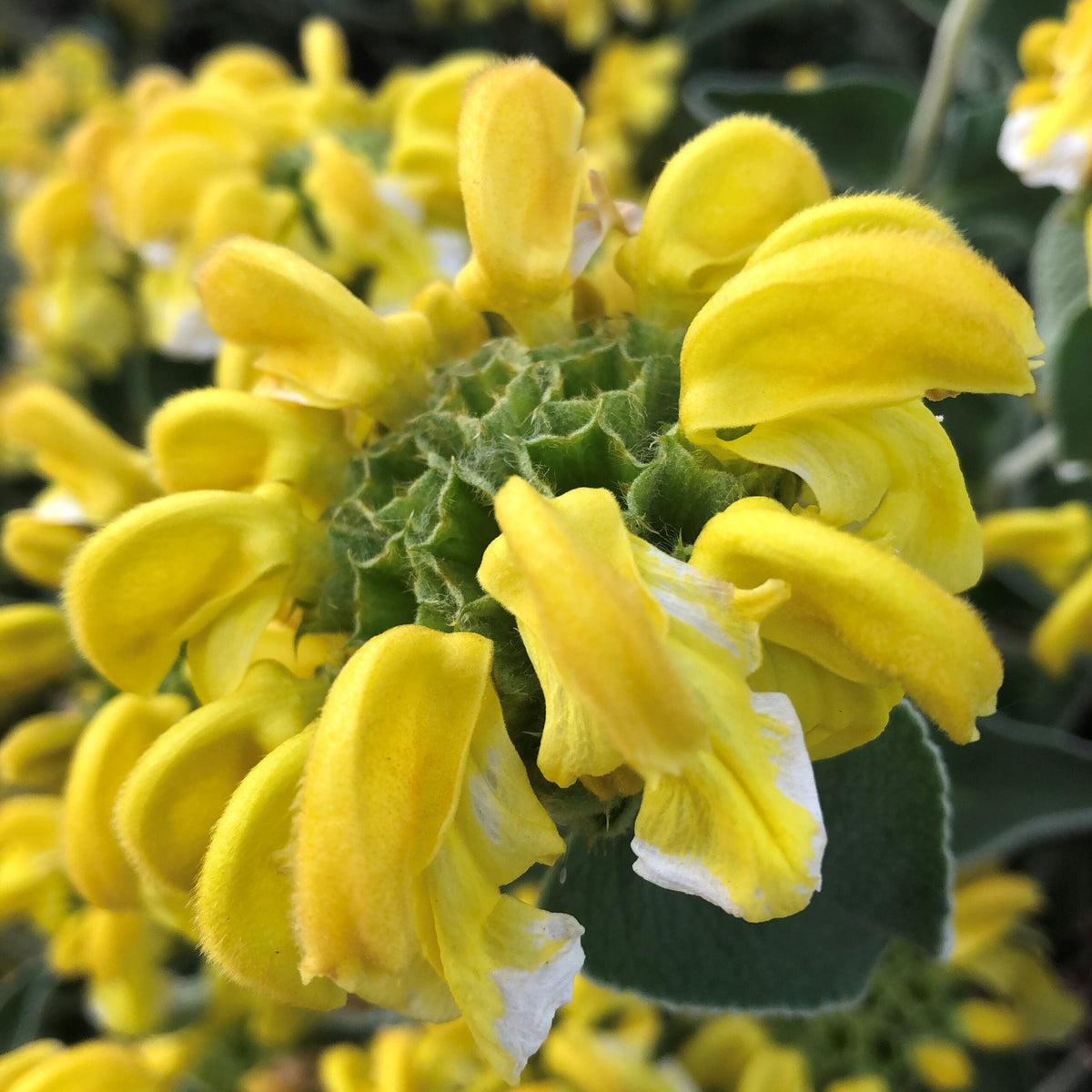 Yellow Jerusalem Sage Flower seeds for Planting Hardy Variety Heirloom & GMO Free Seeds for Home Garden 
 
 Sale seeds for home garden planting