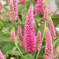 Veronica Flower seeds for Planting Sun Loving Heirloom & GMO Free Seeds for Home Garden 
 
 Sale for planting in home garden