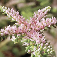 Pink White Sedum Pulchellum Flower seeds for Planting - Sun Loving, Heirloom & GMO Free Seeds for Home Garden
 
 Sale seeds for planting in home garden