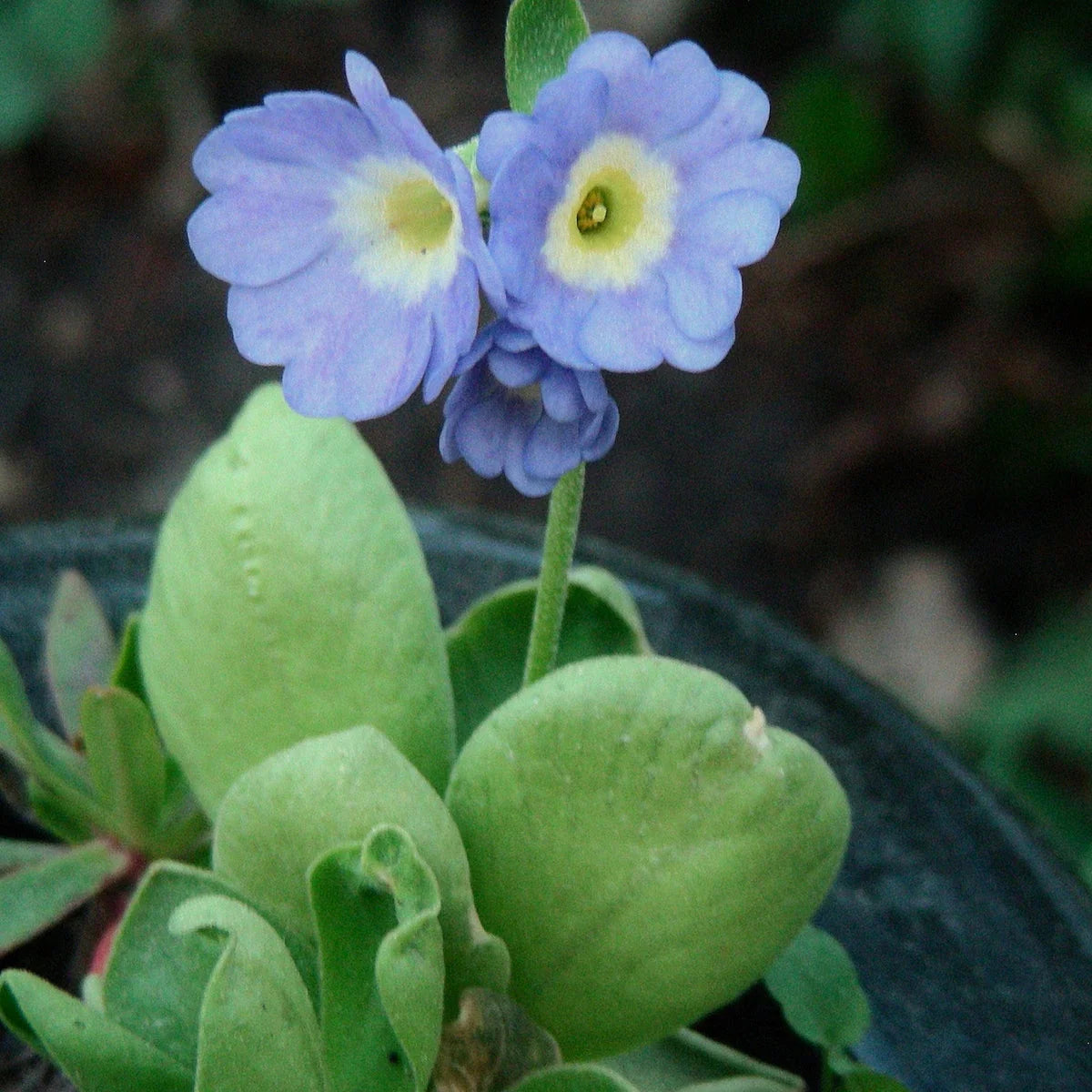 Alpine Vergissmeinnicht Flower seeds for Planting - Long Bloom Season, Heirloom & GMO Free Seeds for Home Garden