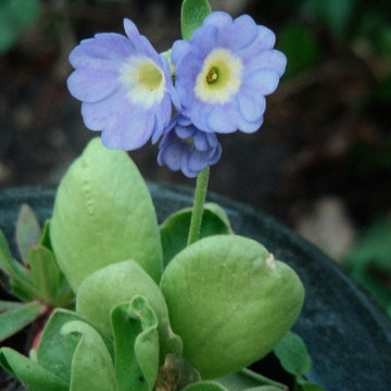 Alpine Vergissmeinnicht Flower seeds for Planting - Long Bloom Season, Heirloom & GMO Free Seeds for Home Garden