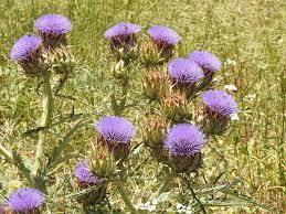 Violet Cardunculus Flower seeds for Planting - Garden Favorite, Heirloom & GMO Free Seeds for Home Garden
 
 Sale seeds for home garden