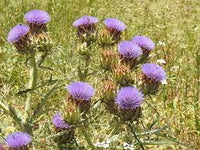 Violet Cardunculus Flower seeds for Planting - Garden Favorite, Heirloom & GMO Free Seeds for Home Garden
 
 Sale seeds for home garden