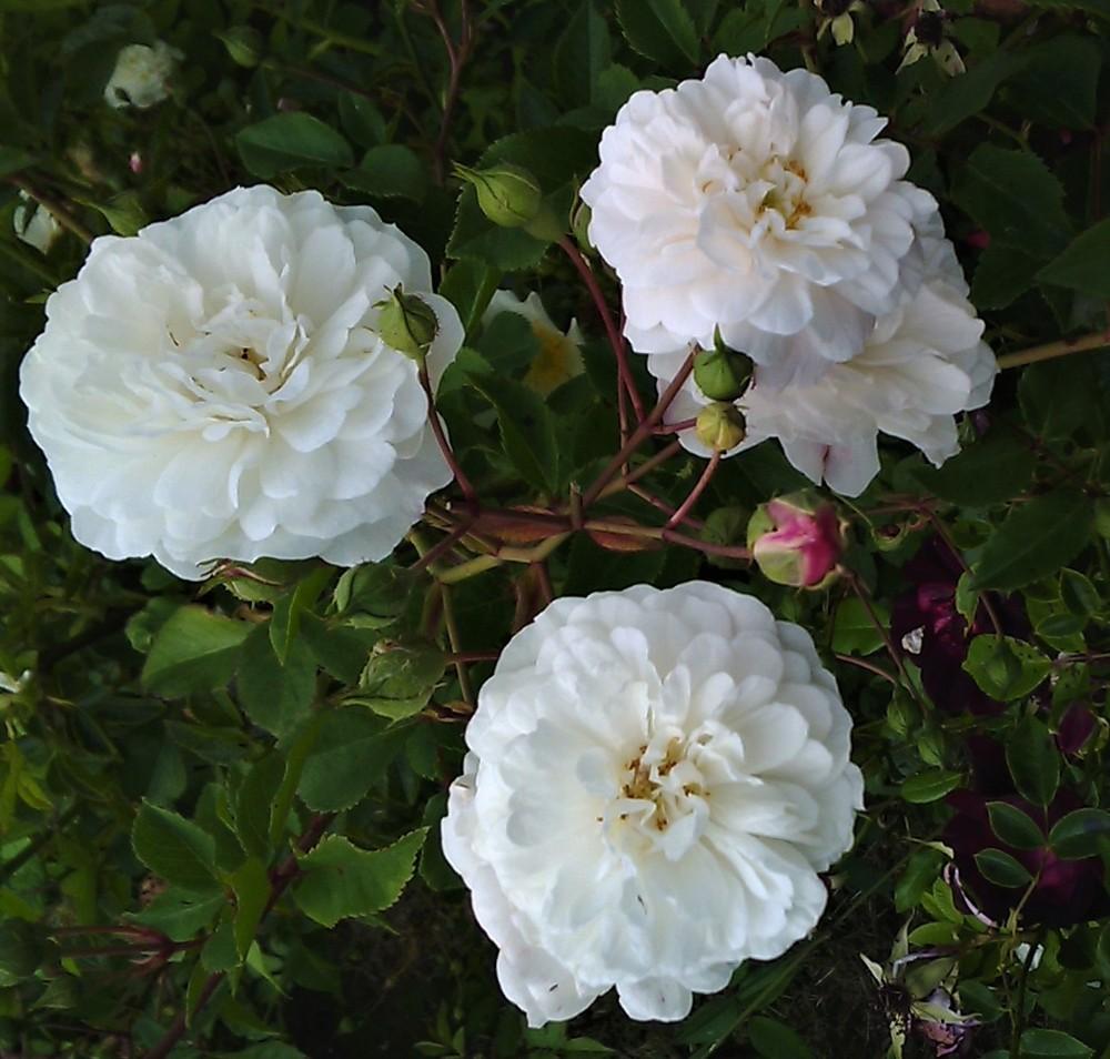 Polyantha Rose Flower seeds for Planting Perfect for Borders Heirloom & GMO Free Seeds for Home Garden 
 
 Sale seeds for home garden planting