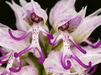 Naked Man Orchid Flower seeds for Planting - Colorful Display, Heirloom & GMO Free Seeds for Home Garden
 
 Sale seeds for planting in home garden