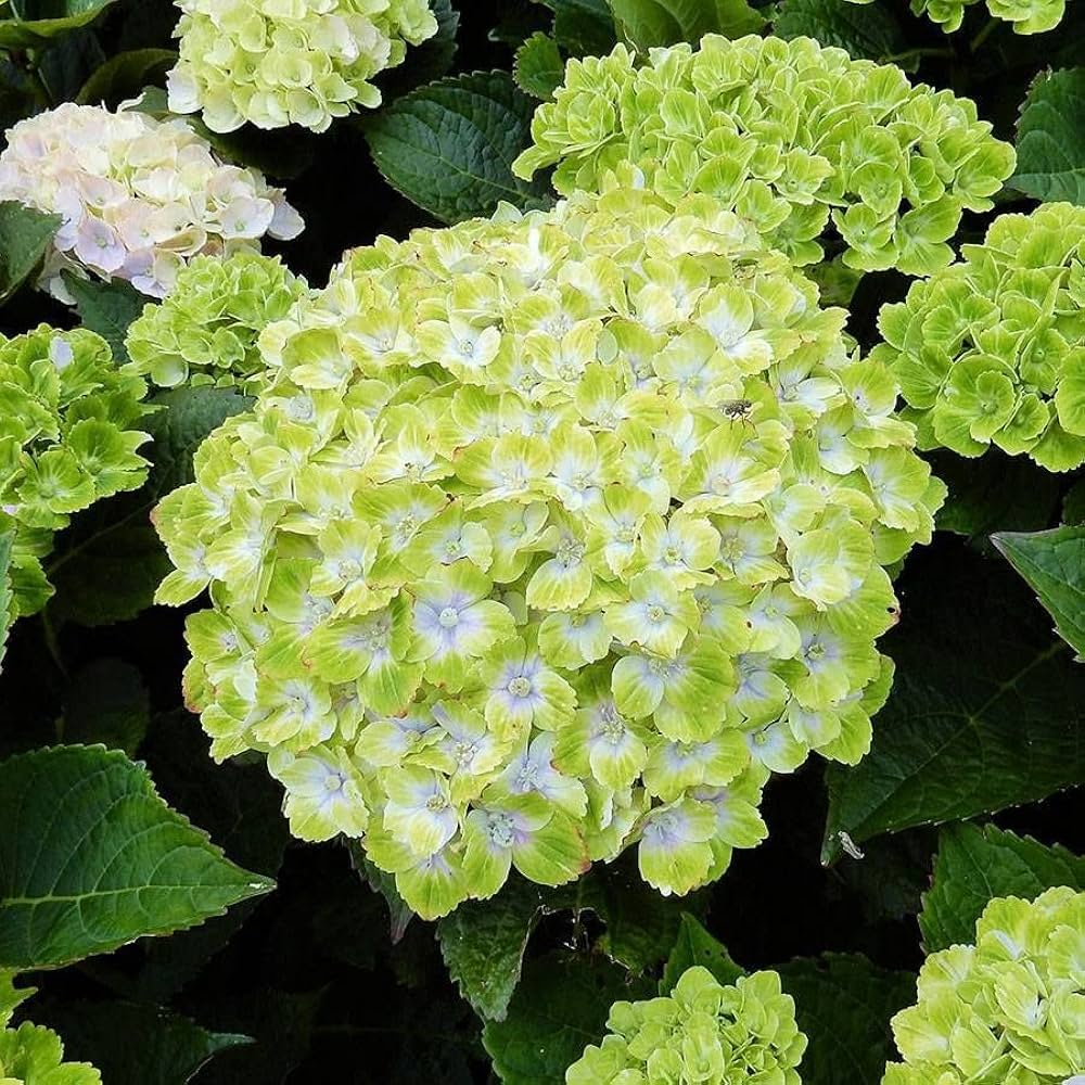 Green White Hydrangea Flower seeds for Planting Fragrant Blossoms Heirloom & GMO Free Seeds for Home Garden 
 
 Sale seeds for home garden planting