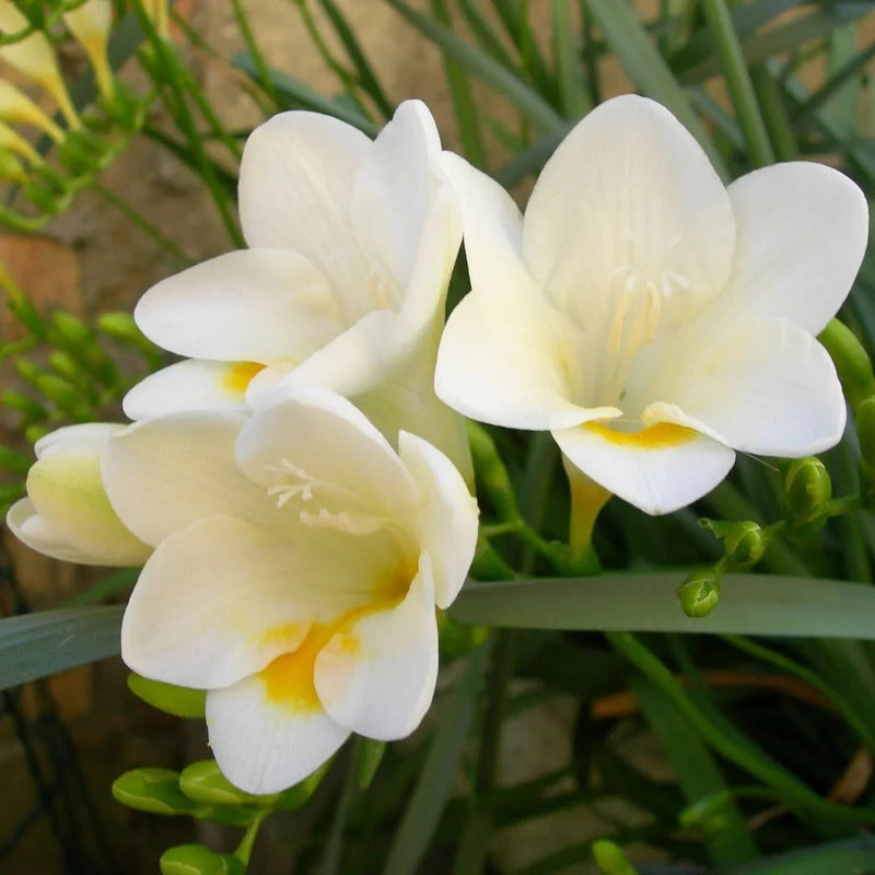 White Freesia Flower seeds for Planting Vibrant Colors Heirloom & GMO Free Seeds for Home Garden
 
 Sale seeds for home garden planting