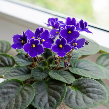 Sky Blue African Violet or Saintpaulia ionantha. Flower seeds for Planting - Long Bloom Season, Heirloom & GMO Free Seeds for Home Garden
 
 Sale seeds for planting in home garden