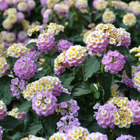 Wandelröschen Flower seeds for Planting - Bright Blooms, Heirloom & GMO Free Seeds for Home Garden
 
 Sale seeds for planting in home garden