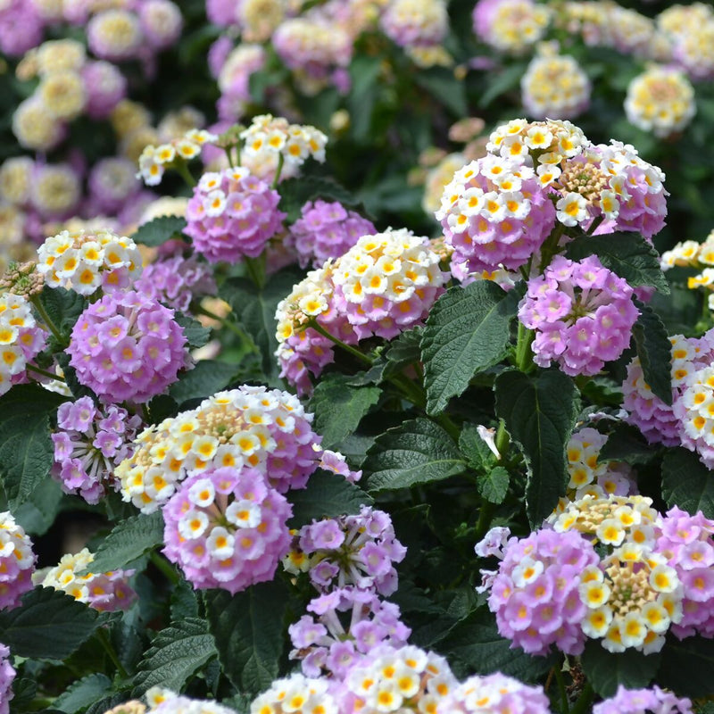 Wandelröschen Flower seeds for Planting - Bright Blooms, Heirloom & GMO Free Seeds for Home Garden
 
 Sale seeds for planting in home garden