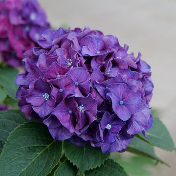 Purple Hydrangea Flower seeds for Planting - Easy to Grow, Heirloom & GMO Free Seeds for Home Garden
 
 Sale for planting in home garden