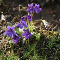 Blue Butterwort Flower seeds for Planting Easy to Grow Heirloom & GMO Free Seeds for Home Garden 
 
 Sale seeds for home garden planting
