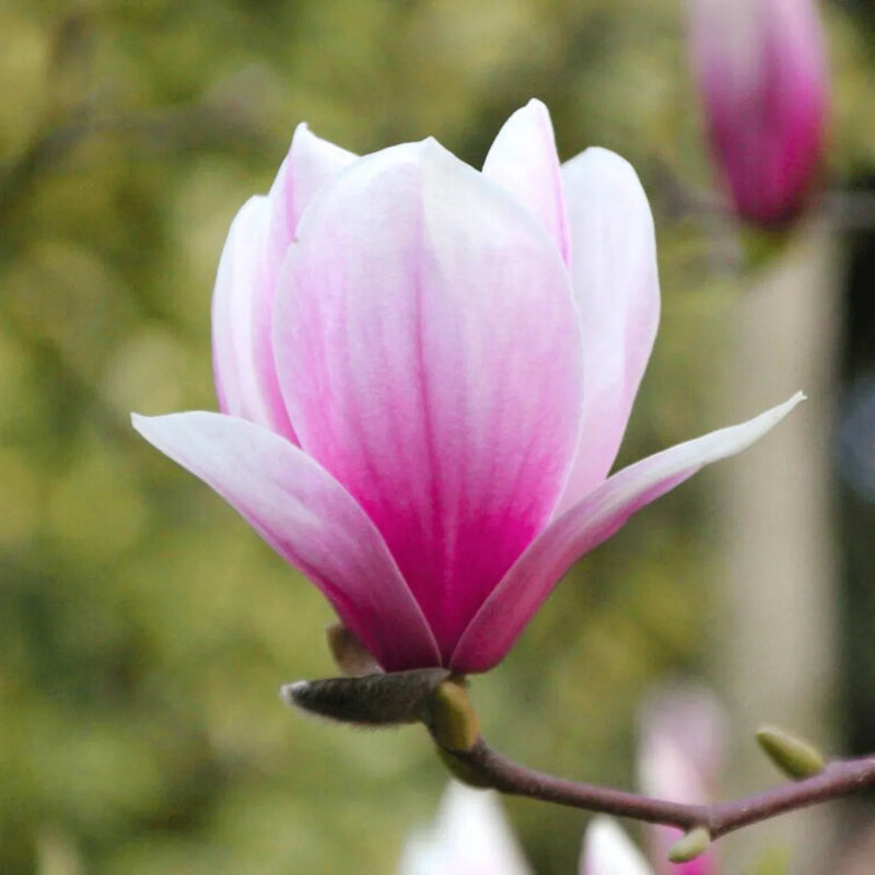 Pink White Yulan Flower seeds for Planting Compact Growth Heirloom & GMO Free Seeds for Home Garden 
 
 Sale seeds for home garden planting