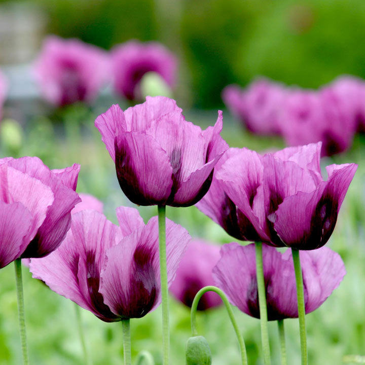 Hungarian Flower seeds for Planting Perfect for Borders Heirloom & GMO Free Seeds for Home Garden 
 
 Sale seeds for home garden planting