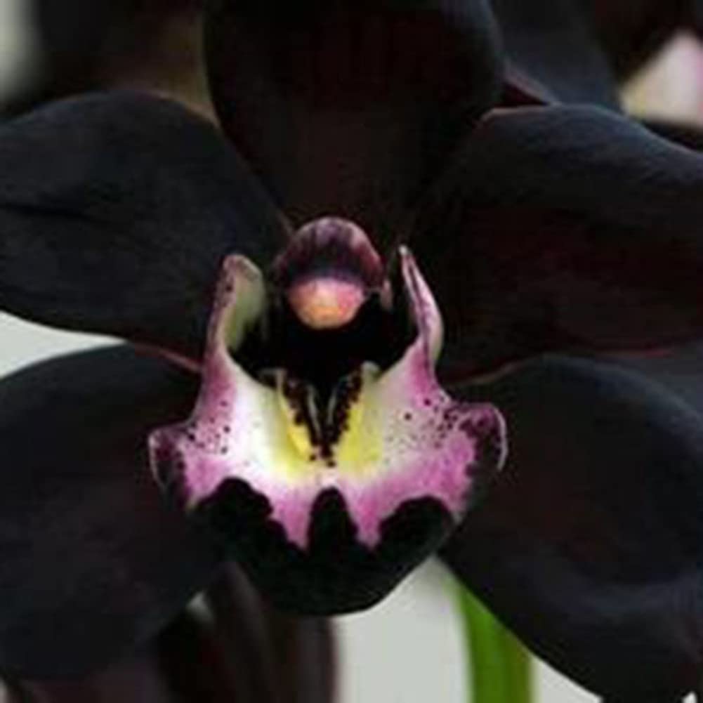 Samen Orchidee Flower seeds for Planting - Hardy Variety, Heirloom & GMO Free Seeds for Home Garden
 
 Sale seeds for home garden