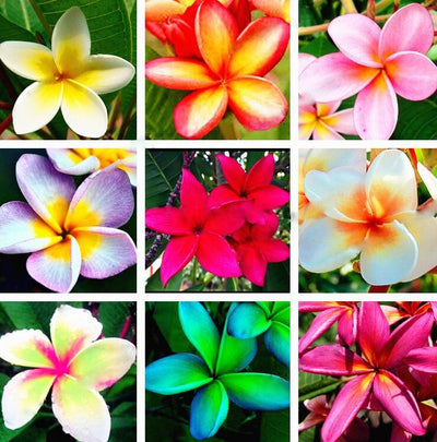 100 Pcs
