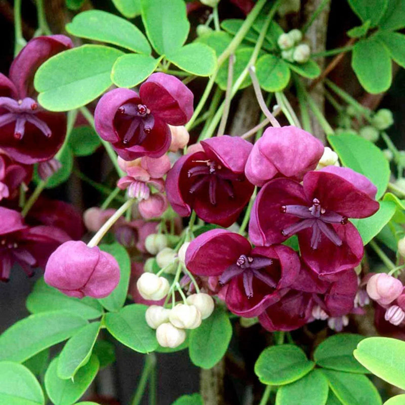 Akebia Flower seeds for Planting Easy to Grow Heirloom & GMO Free Seeds for Home Garden 
 
 Sale for planting in home garden