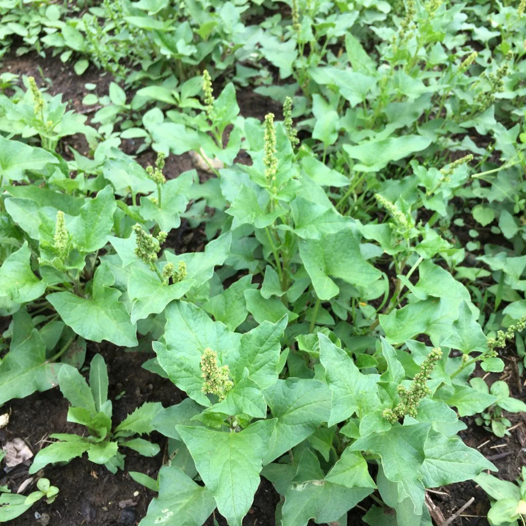 Green Henry Flower seeds for Planting - Drought Tolerant, Heirloom & GMO Free Seeds for Home Garden
 
 Sale for planting in home garden