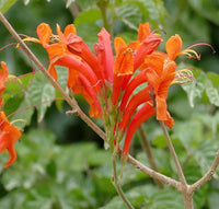 Cape Honeysuckle Flower seeds for Planting Fragrant Blossoms Heirloom & GMO Free Seeds for Home Garden