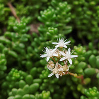 White Sedum Acre Flower seeds for Planting Low Maintenance Heirloom & GMO Free Seeds for Home Garden
 
 Sale seeds for home garden planting