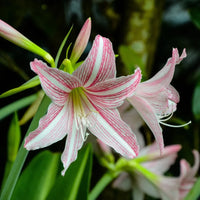 White Pink Hippeastrum Rutilum Flower seeds for Planting - Perfect for Borders, Heirloom & GMO Free Seeds for Home Garden