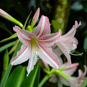 White Pink Hippeastrum Rutilum Flower seeds for Planting - Perfect for Borders, Heirloom & GMO Free Seeds for Home Garden