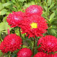 Red Aster Flower seeds for Planting Wildflower Mix Heirloom & GMO Free Seeds for Home Garden 
 
 Sale seeds for home garden planting
