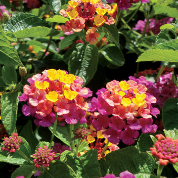 Mixed Rose Lantana Flower seeds for Planting Wildflower Mix Heirloom & GMO Free Seeds for Home Garden 
 
 Sale seeds for home garden planting