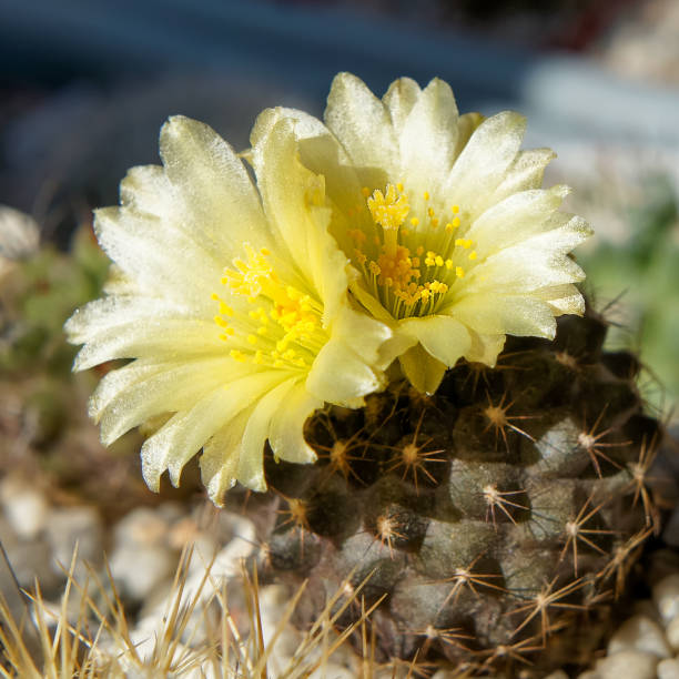 Copiapoa Flower seeds for Planting Wildflower Mix Heirloom & GMO Free Seeds for Home Garden 
 
 Sale for planting in home garden