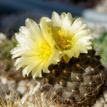 Copiapoa Flower seeds for Planting Wildflower Mix Heirloom & GMO Free Seeds for Home Garden 
 
 Sale for planting in home garden