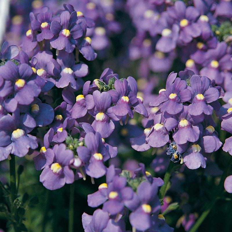 Purple Nemesia Strumosa Flower seeds for Planting Premium Quality Heirloom & GMO Free Seeds for Home Garden
 
 Sale seeds for home garden planting