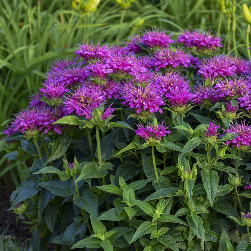 Lavender Beebalm Flower seeds for Planting - Hardy Variety, Heirloom & GMO Free Seeds for Home Garden
 
 Sale for planting in home garden