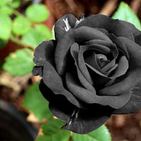 Rose Flower seeds for Planting Vibrant Colors Heirloom & GMO Free Seeds for Home Garden 
 
 Sale seeds for home garden planting