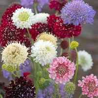 Scabiosa Flower seeds for Planting Cottage Garden Essential Heirloom & GMO Free Seeds for Home Garden 
 
 Sale seeds for home garden planting
