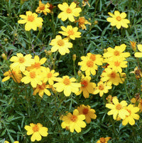 Yellow Lemmon Marigold Flower seeds for Planting Hardy Variety Heirloom & GMO Free Seeds for Home Garden 
 
 Sale seeds for home garden planting