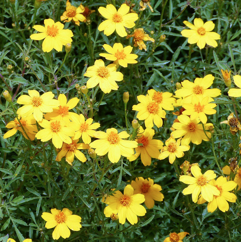 Yellow Lemmon Marigold Flower seeds for Planting Hardy Variety Heirloom & GMO Free Seeds for Home Garden 
 
 Sale seeds for home garden planting