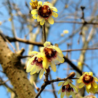 Chimonanthus Wintersweet Flower seeds for Planting Shade Tolerant Heirloom & GMO Free Seeds for Home Garden 
 
 Sale for planting in home garden