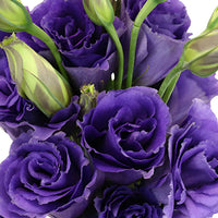 Purple Lisianthus Flower seeds for Planting Drought Tolerant Heirloom & GMO Free Seeds for Home Garden 
 
 Sale seeds for home garden planting