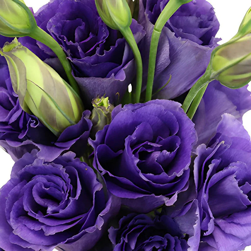 Purple Lisianthus Flower seeds for Planting Drought Tolerant Heirloom & GMO Free Seeds for Home Garden 
 
 Sale seeds for home garden planting