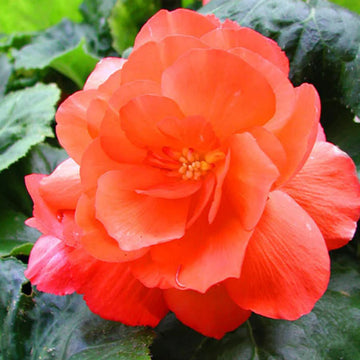 Light Orange Camellia Flower seeds for Planting - Perfect for Borders, Heirloom & GMO Free Seeds for Home Garden