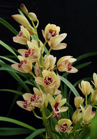 Cream Cymbidium Flower seeds for Planting - Pollinator Friendly, Heirloom & GMO Free Seeds for Home Garden