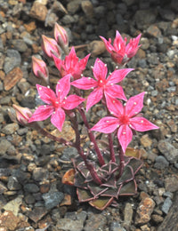 Graptopetalum Bellum Flower seeds for Planting - Drought Tolerant, Heirloom & GMO Free Seeds for Home Garden