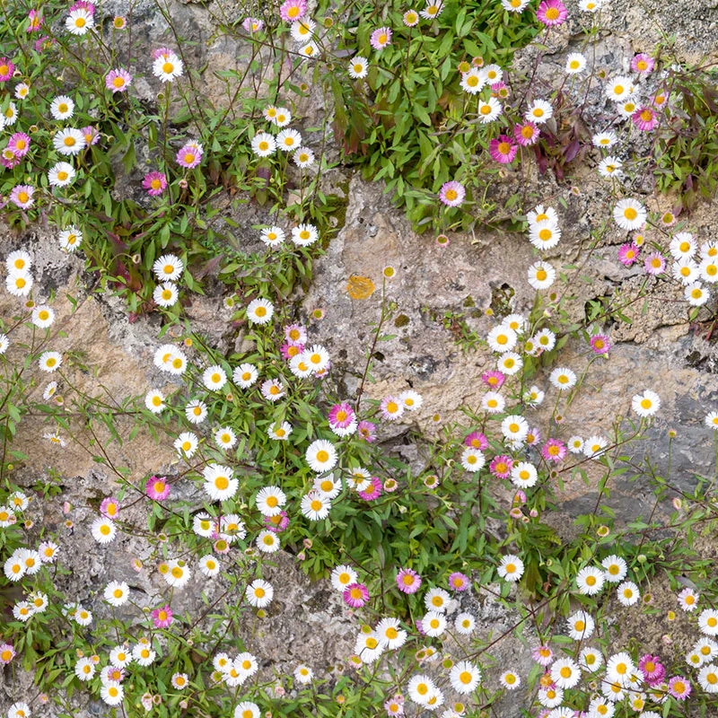 Mixed Karvinskianus Flower seeds for Planting - Premium Quality, Heirloom & GMO Free Seeds for Home Garden