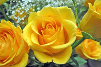 Yellow Rose Seeds for Planting - Beautiful Garden Blooms