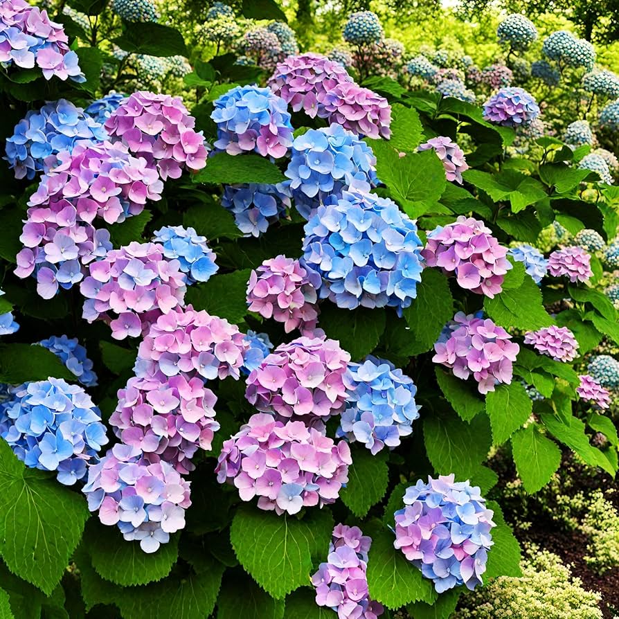 Mixed Hydrangea Flower seeds for Planting Perfect for Borders Heirloom & GMO Free Seeds for Home Garden 
 
 Sale
