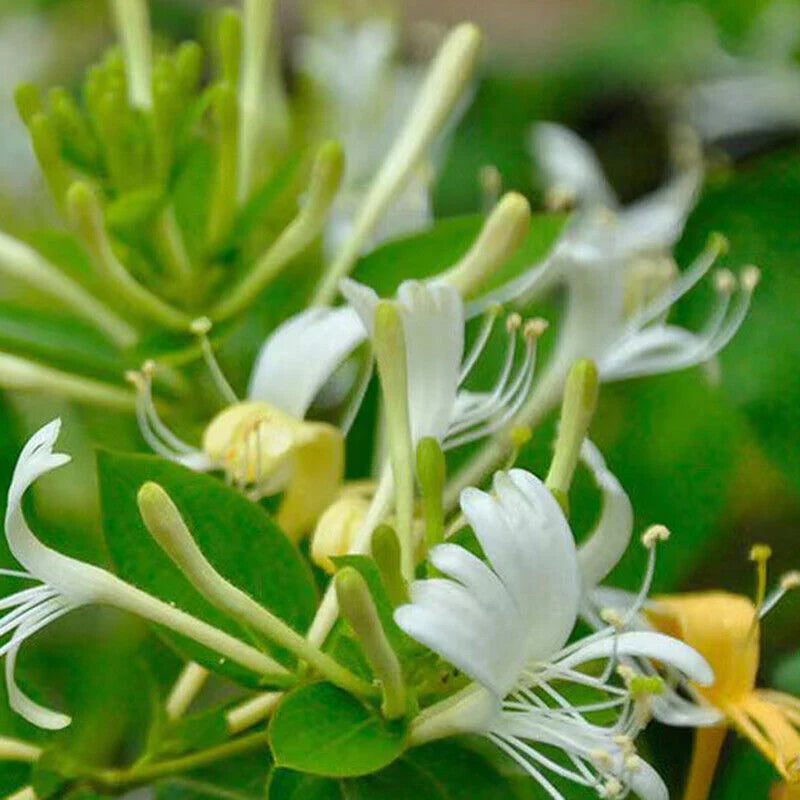 White Cape Honeysuckle Flower seeds for Planting - Vibrant Colors, Heirloom & GMO Free Seeds for Home Garden