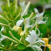 White Cape Honeysuckle Flower seeds for Planting - Vibrant Colors, Heirloom & GMO Free Seeds for Home Garden