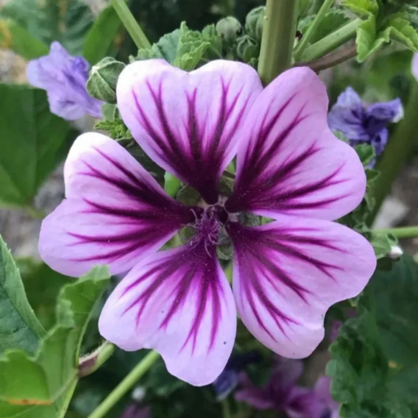 Casa Malva Flower seeds for Planting - Sun Loving, Heirloom & GMO Free Seeds for Home Garden